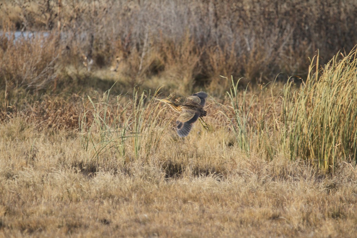 Бугай американський - ML645029221
