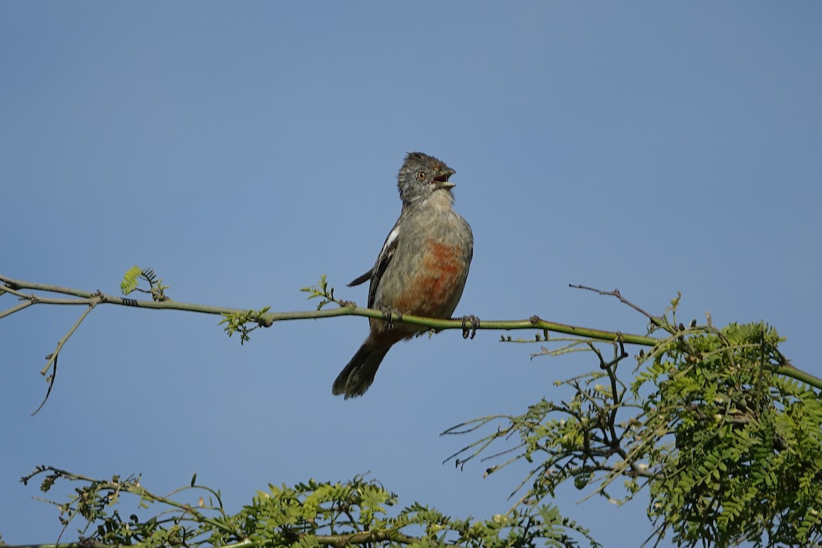 Рара перуанська - ML645029222