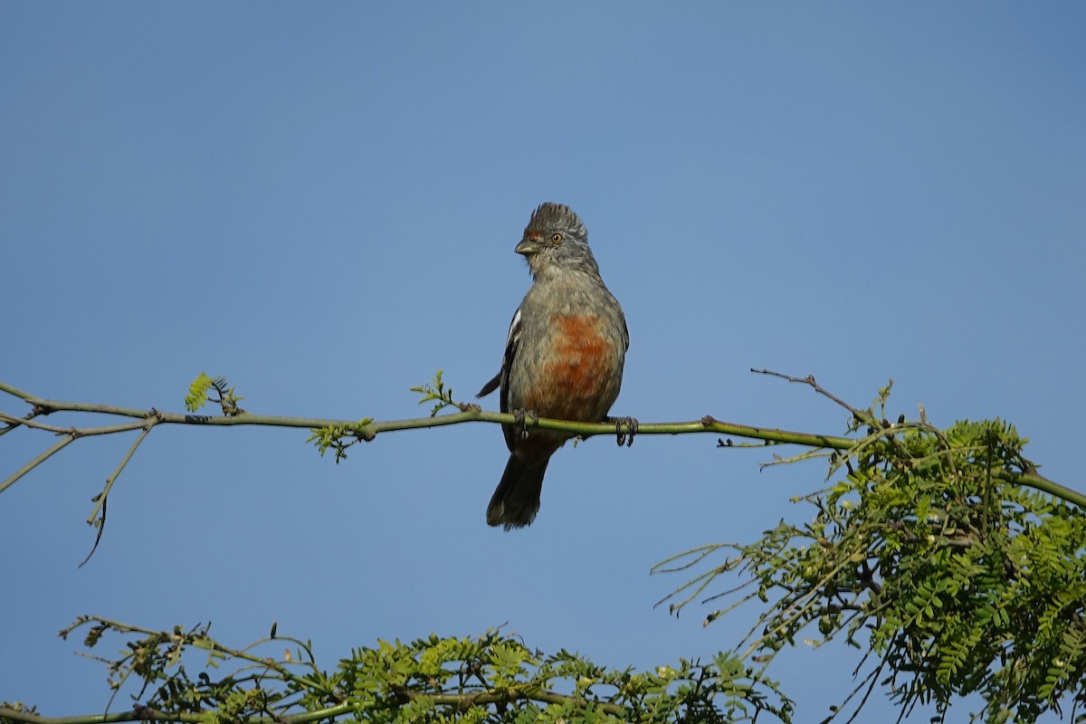 Рара перуанська - ML645029223