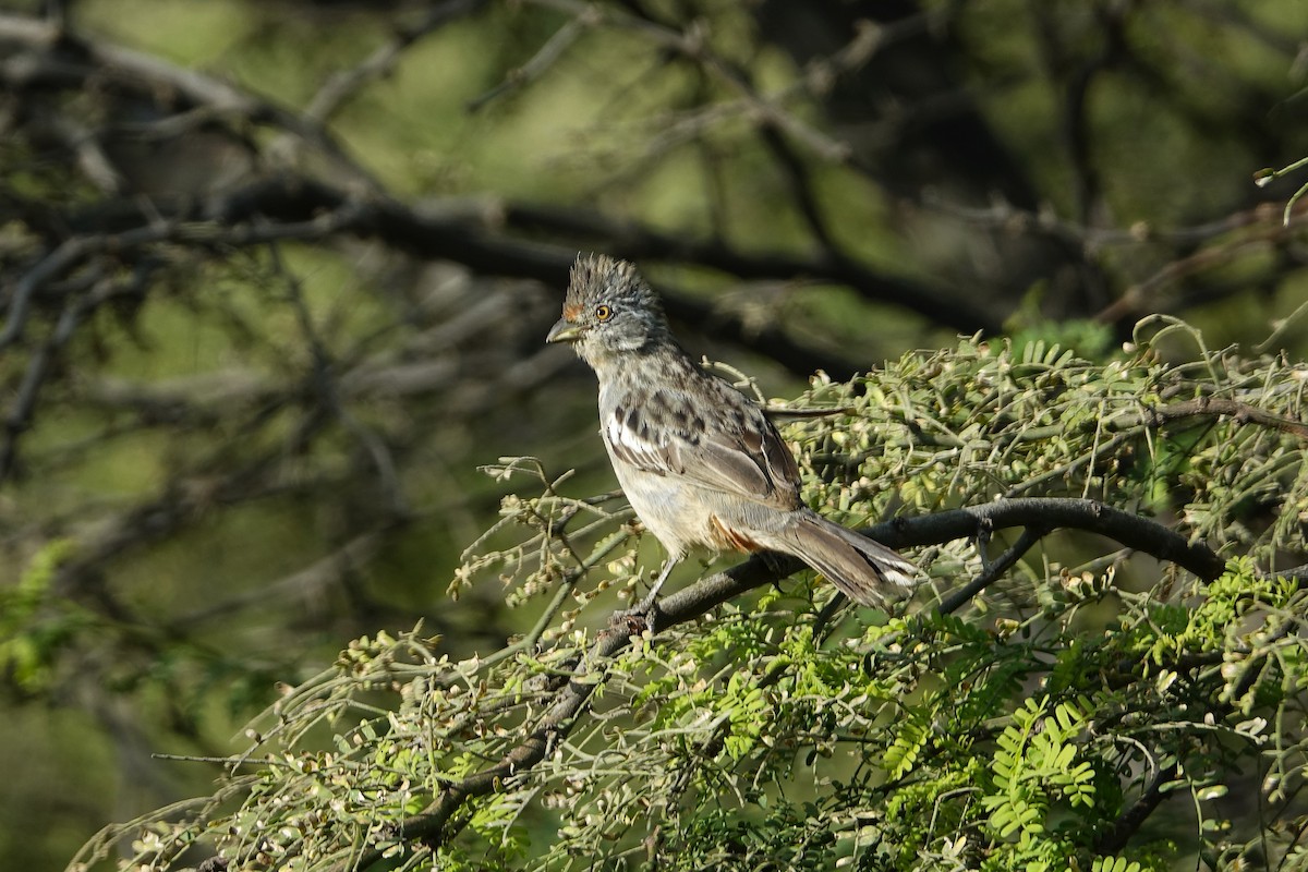 Рара перуанська - ML645029224