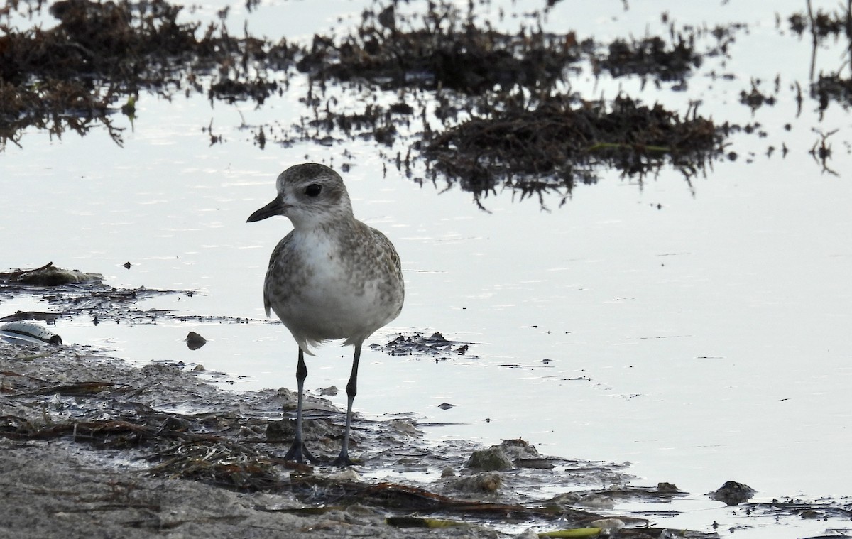 Black-bellied Plover - ML645029227