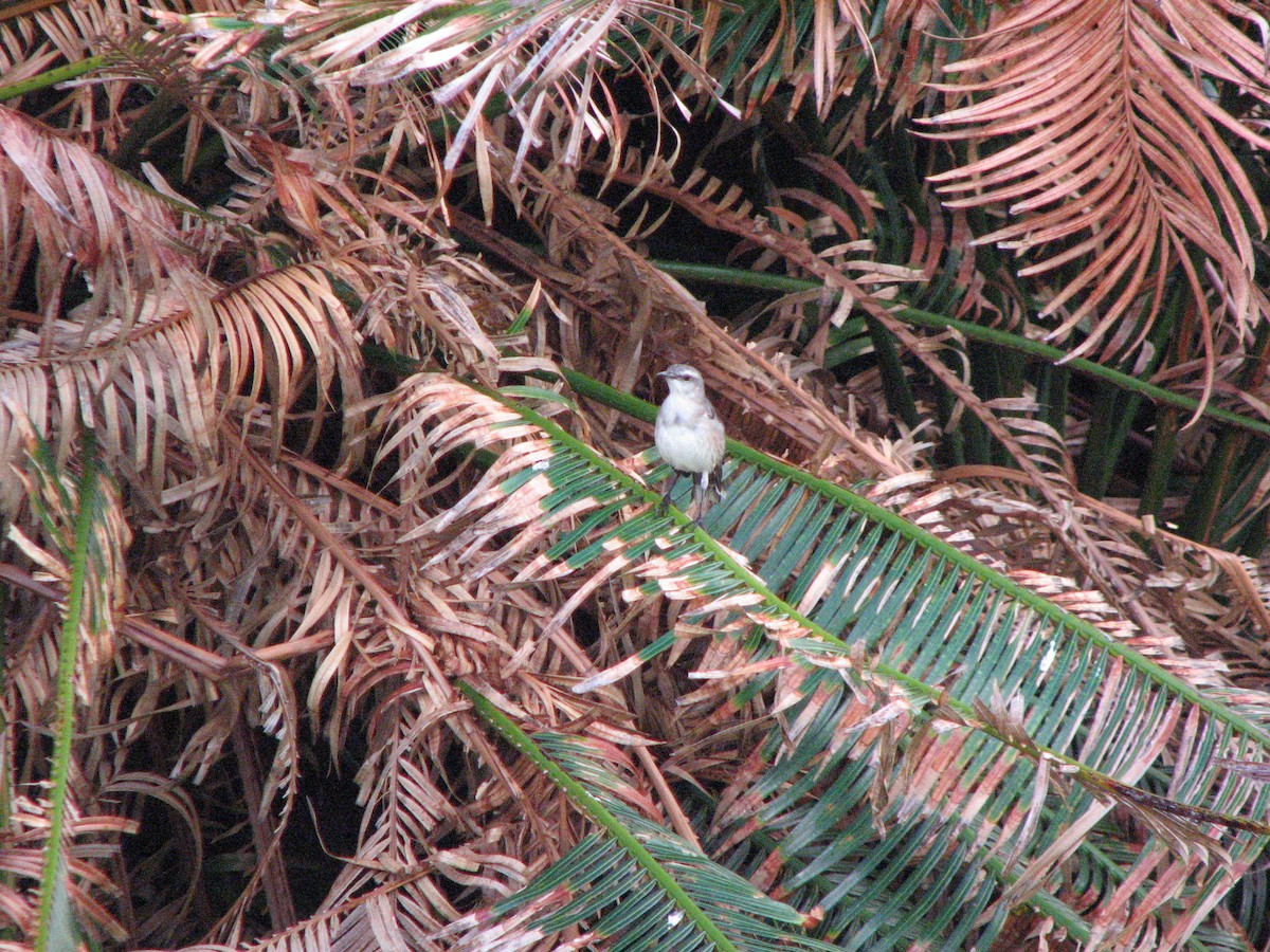 Tropikal Taklitçi - ML645029228