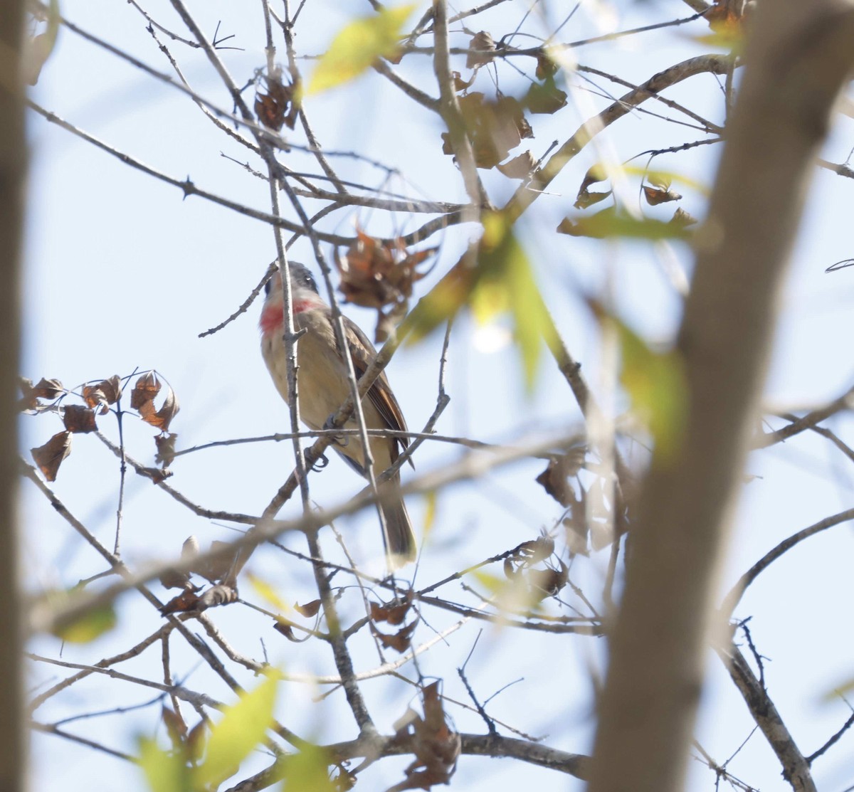 Rose-throated Becard - ML645029242