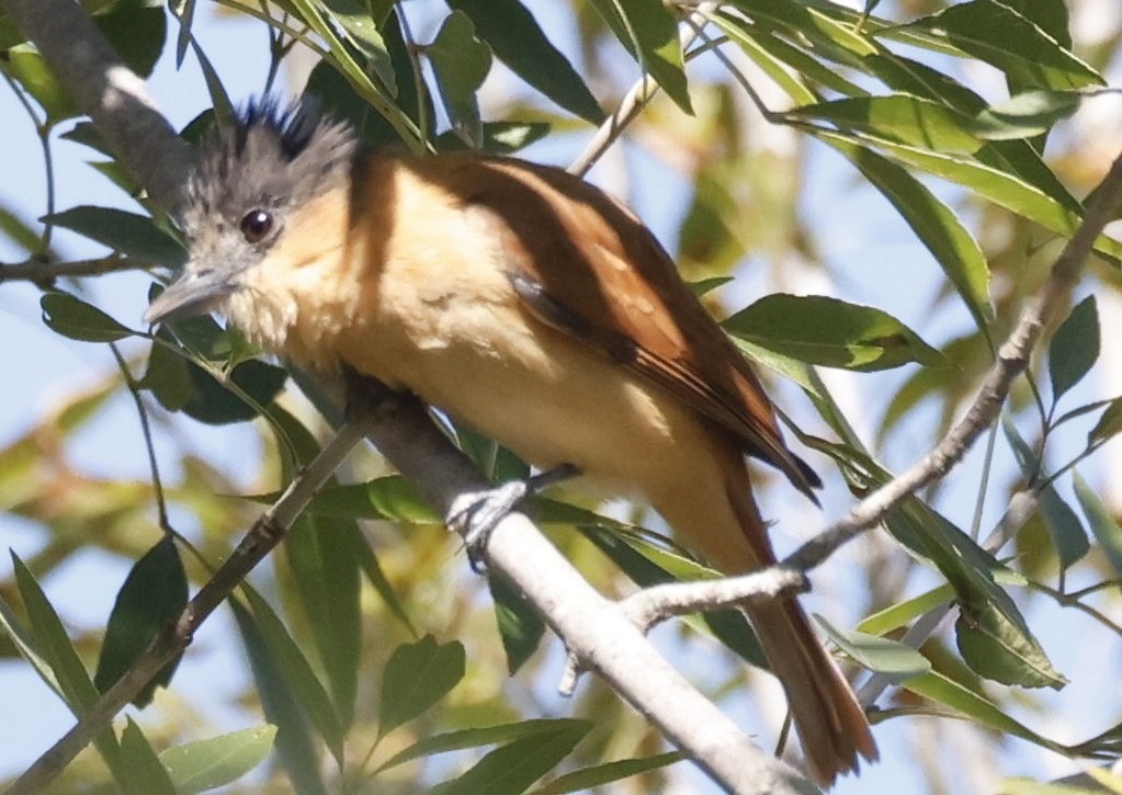 Rose-throated Becard - ML645029244