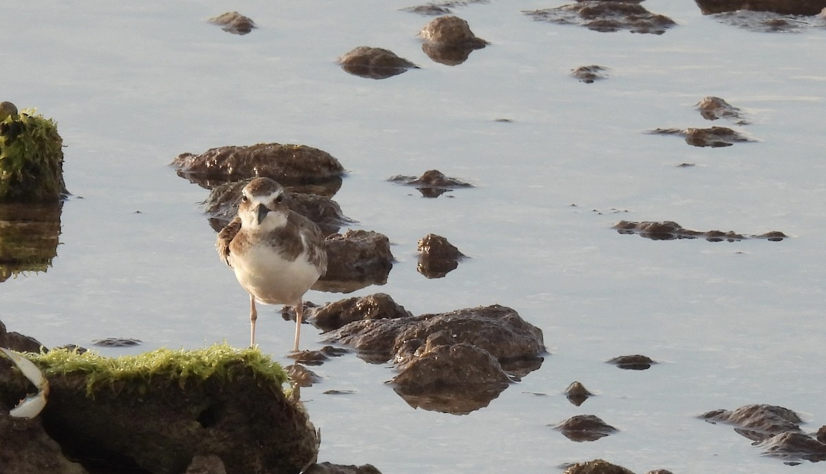 Wilson's Plover - ML645029249