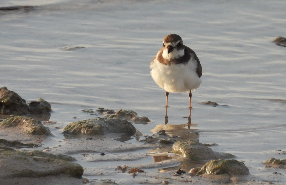 Semipalmated Plover - ML645029255