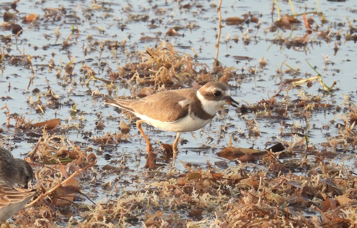 Semipalmated Plover - ML645029256