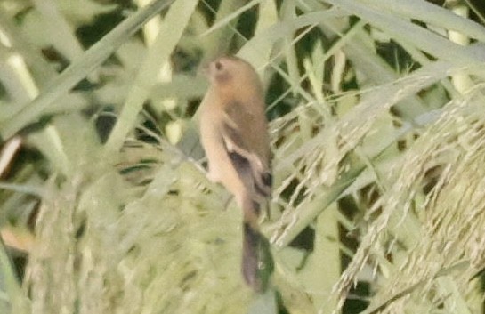 Morelet's Seedeater - ML645029259