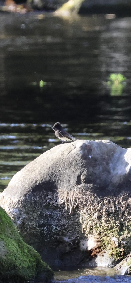 Black Phoebe - ML645029262