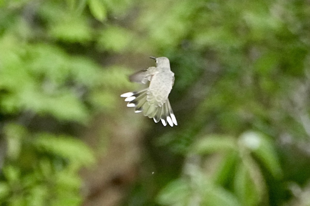 Buffy Hummingbird - ML645029266