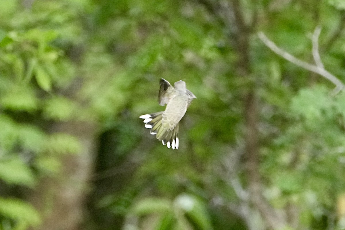 Buffy Hummingbird - ML645029267