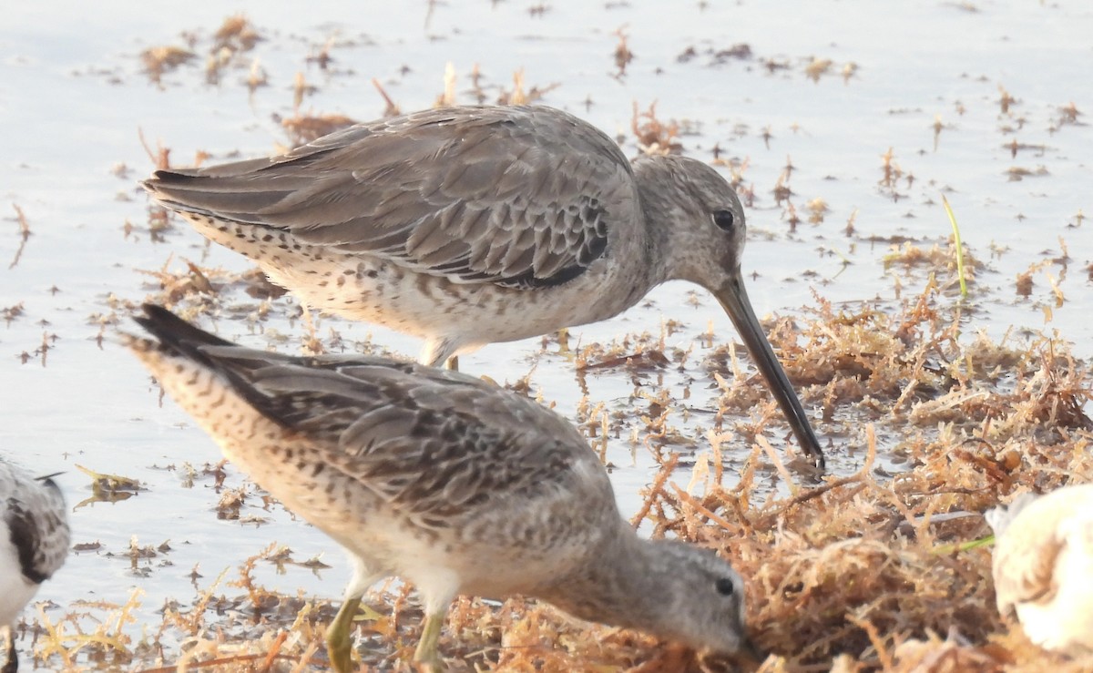 Short-billed Dowitcher - ML645029273