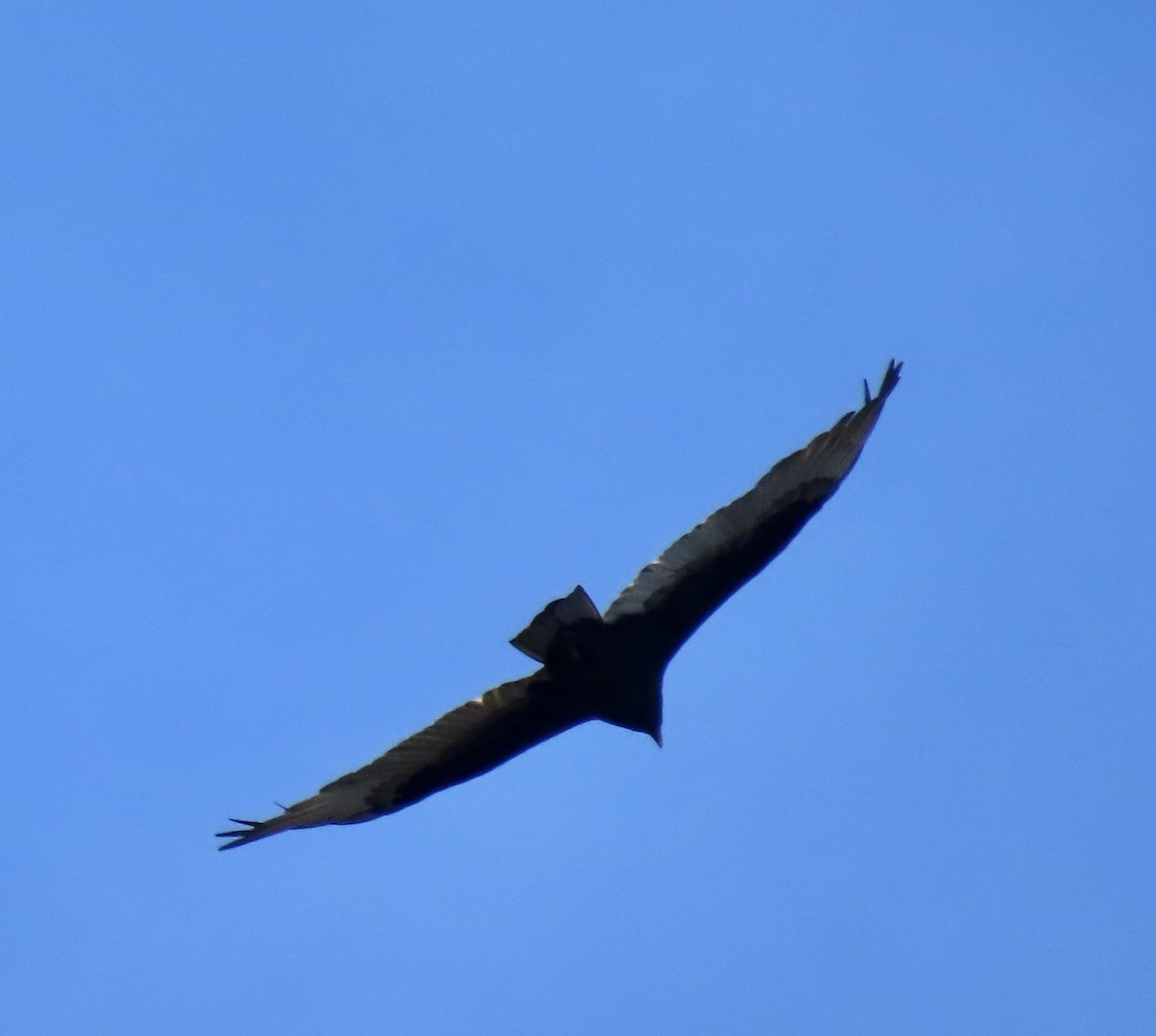 Turkey Vulture - ML645029274