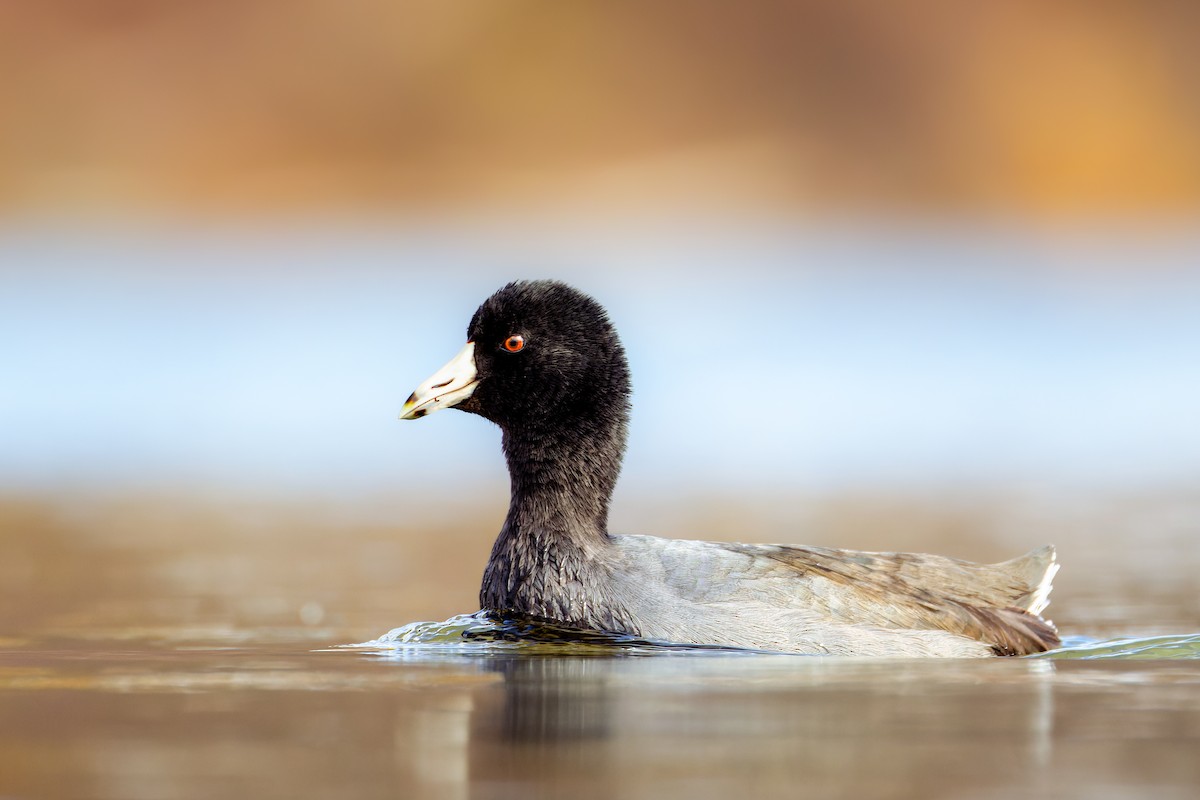 American Coot - ML645029302