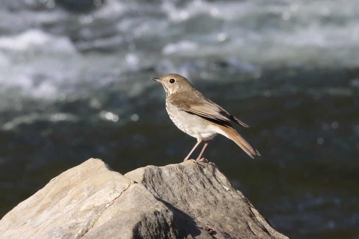 Hermit Thrush - ML645029306