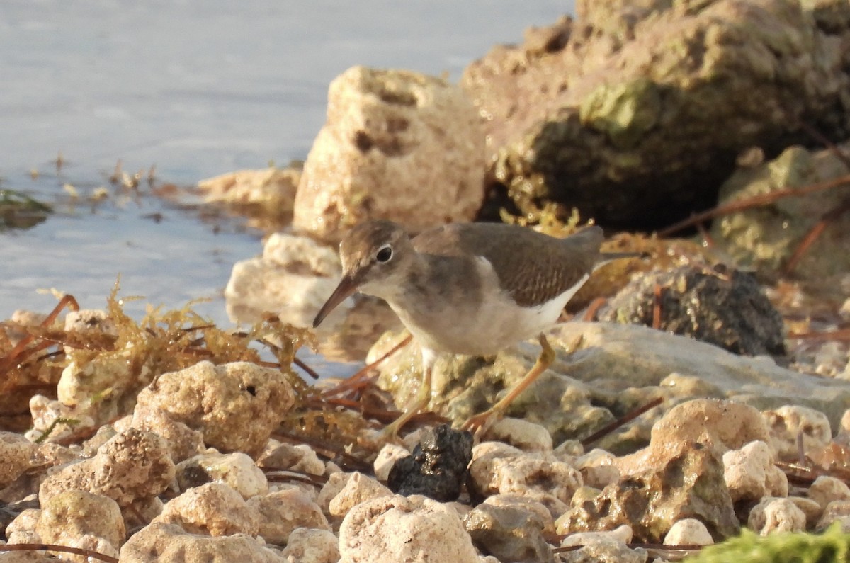Spotted Sandpiper - ML645029308
