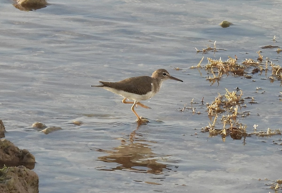 Spotted Sandpiper - ML645029309