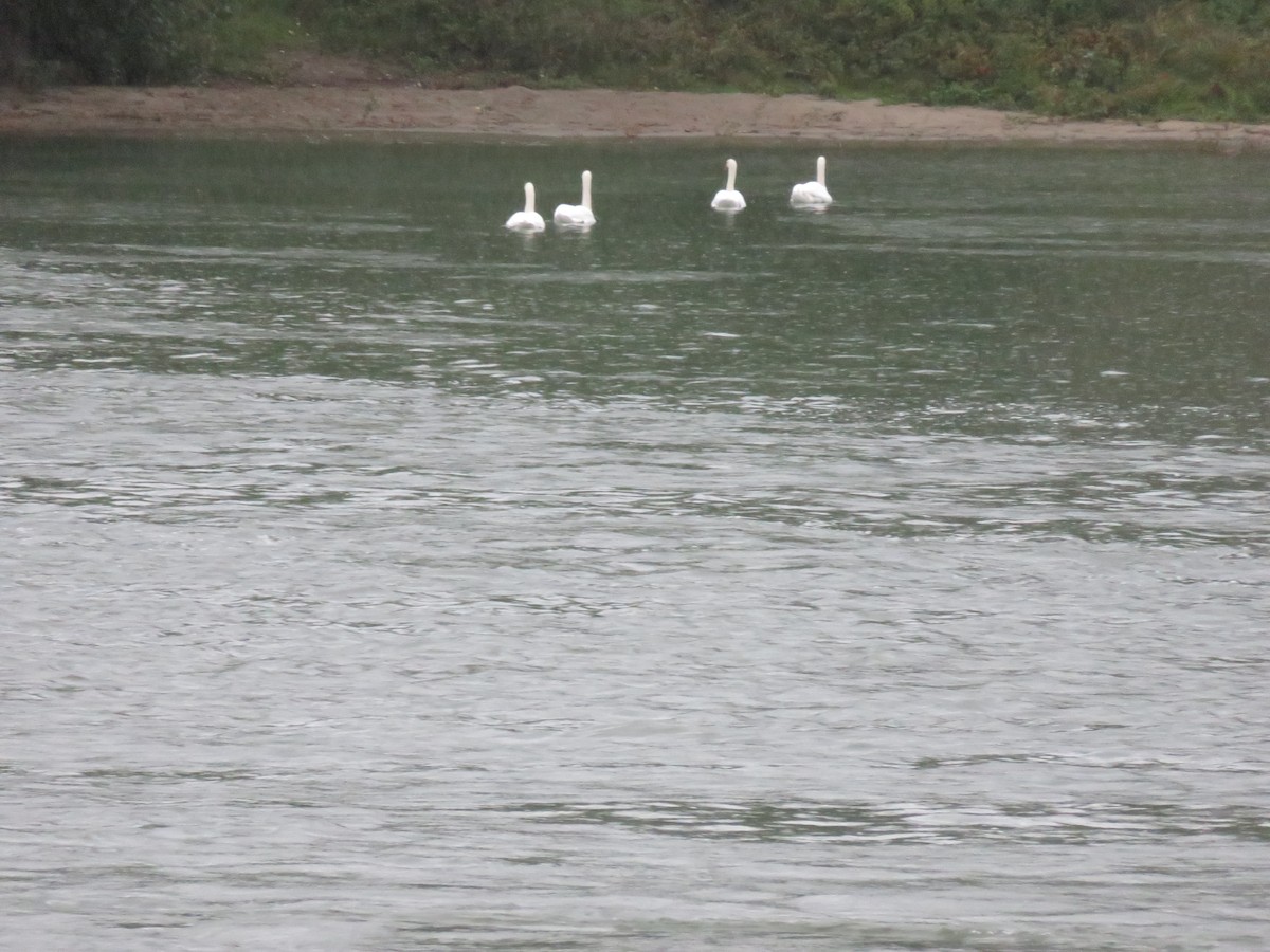 labuť velká - ML645029316