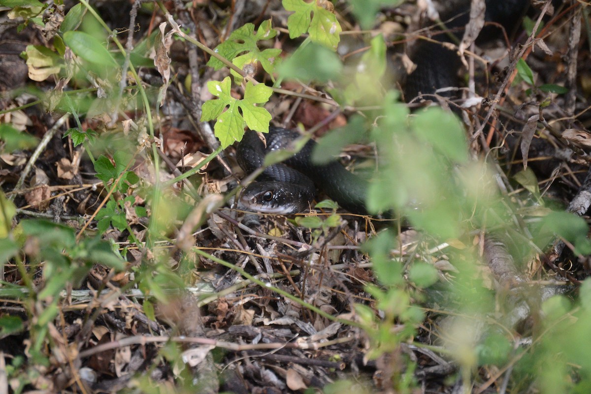 Animals - ML645029317