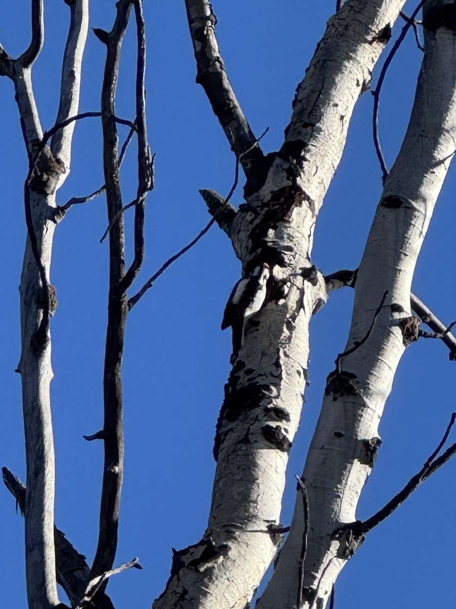 Pico Velloso - ML645029321