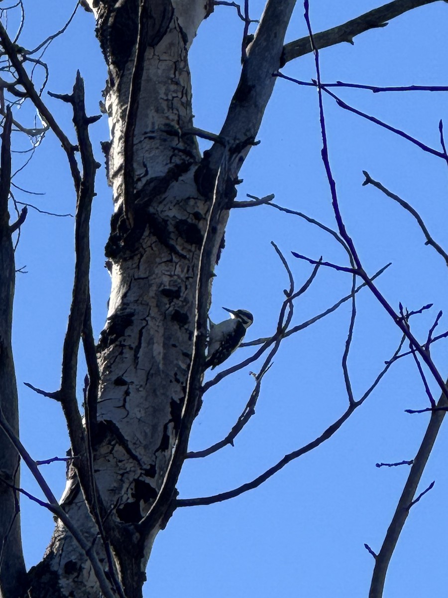 Pico Velloso - ML645029322