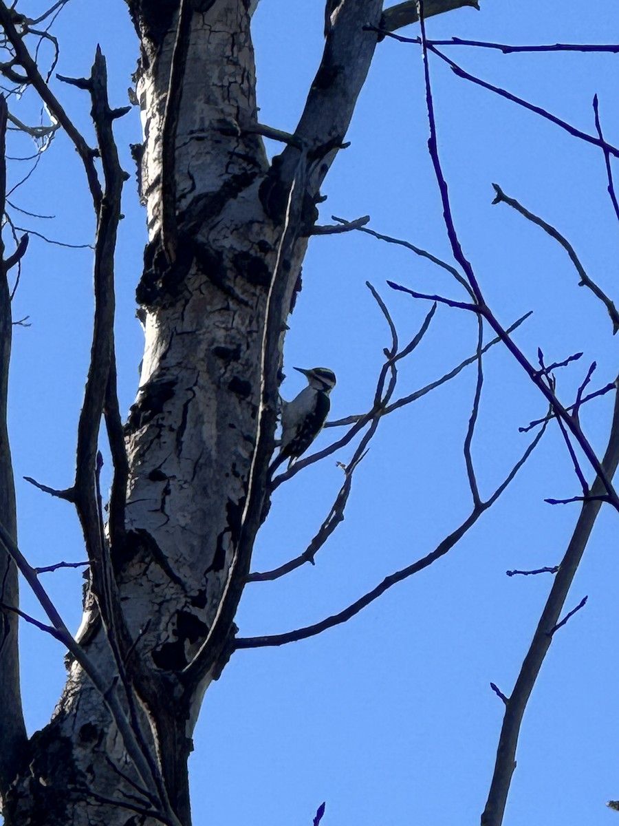 Pico Velloso - ML645029324