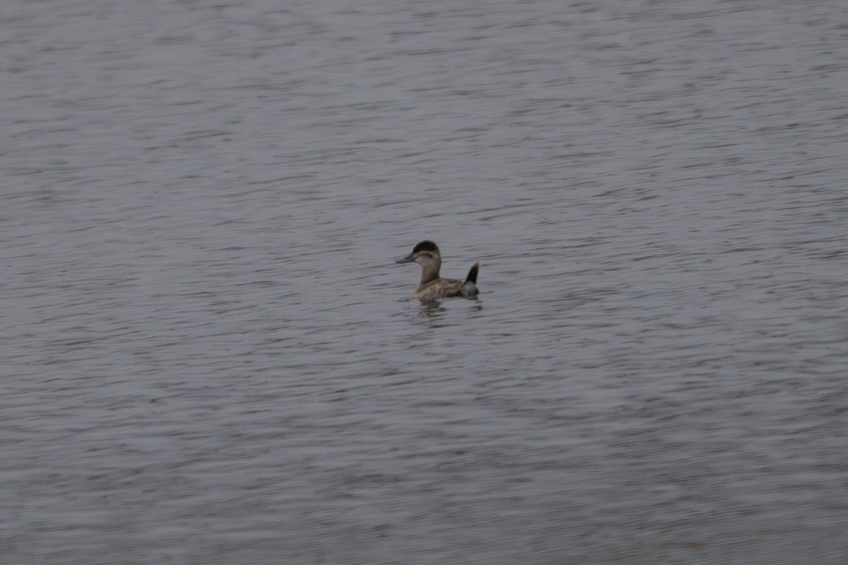 Malvasía Canela - ML645029327