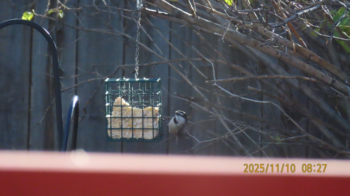 Carbonero Montañés - ML645029331