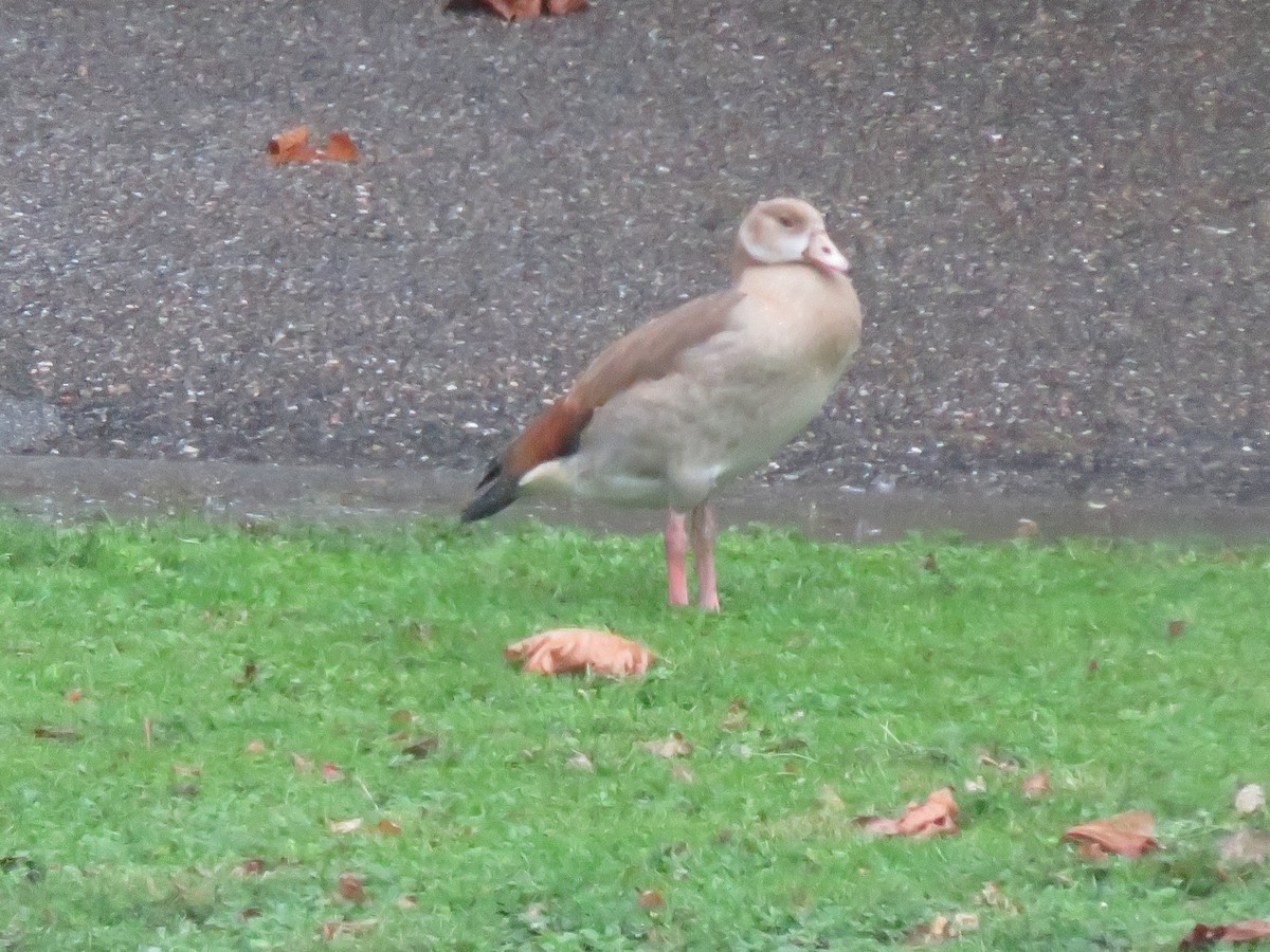 Ganso del Nilo - ML645029332