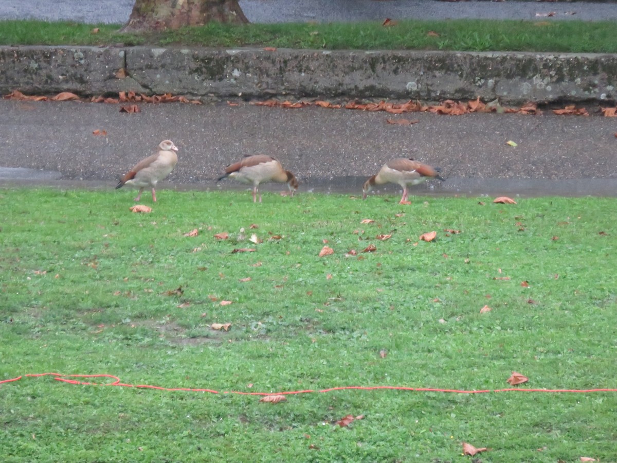 Ganso del Nilo - ML645029333