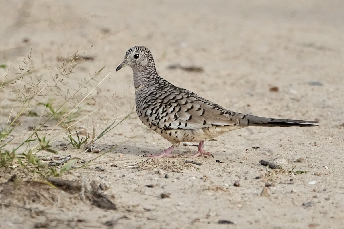 Tortolita Escamosa - ML645029334