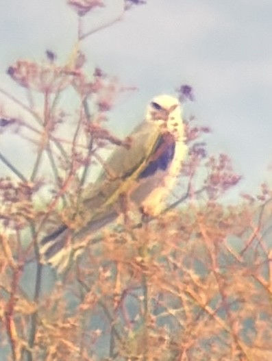 Elanio Maromero - ML645029335