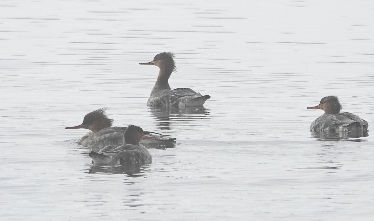 Serreta Mediana - ML645029336