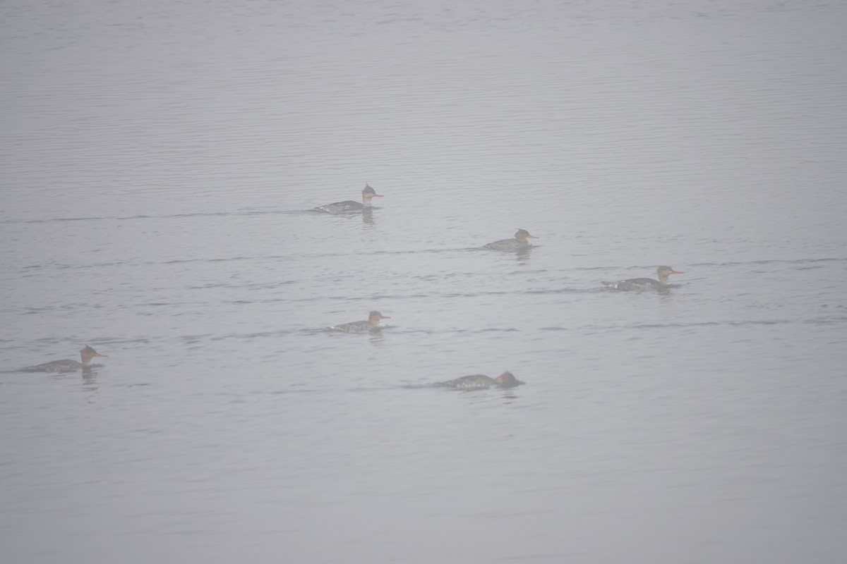 Serreta Mediana - ML645029337