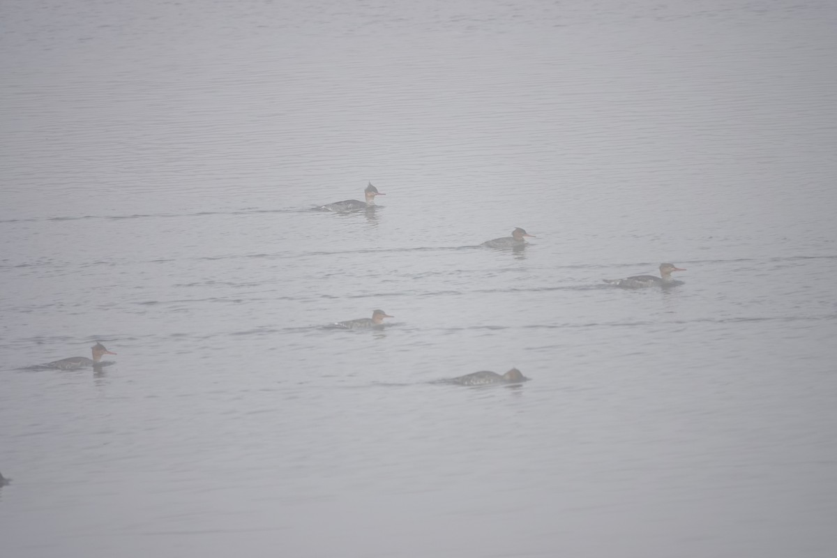 Serreta Mediana - ML645029338