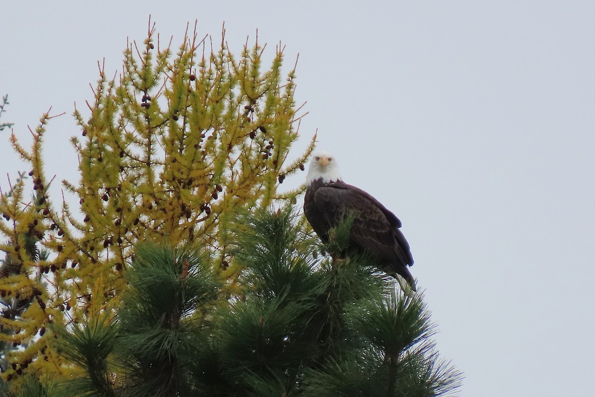 Pigargo Americano - ML645029339