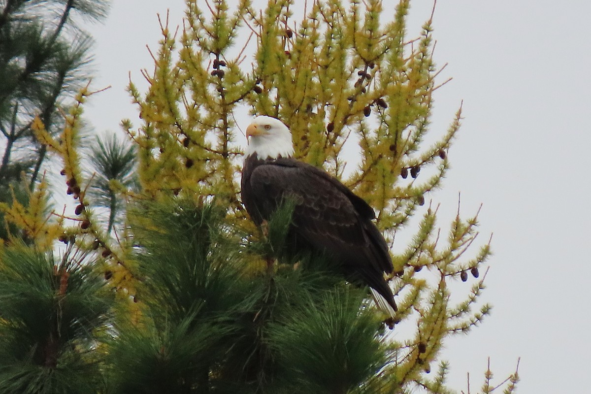 Pigargo Americano - ML645029340