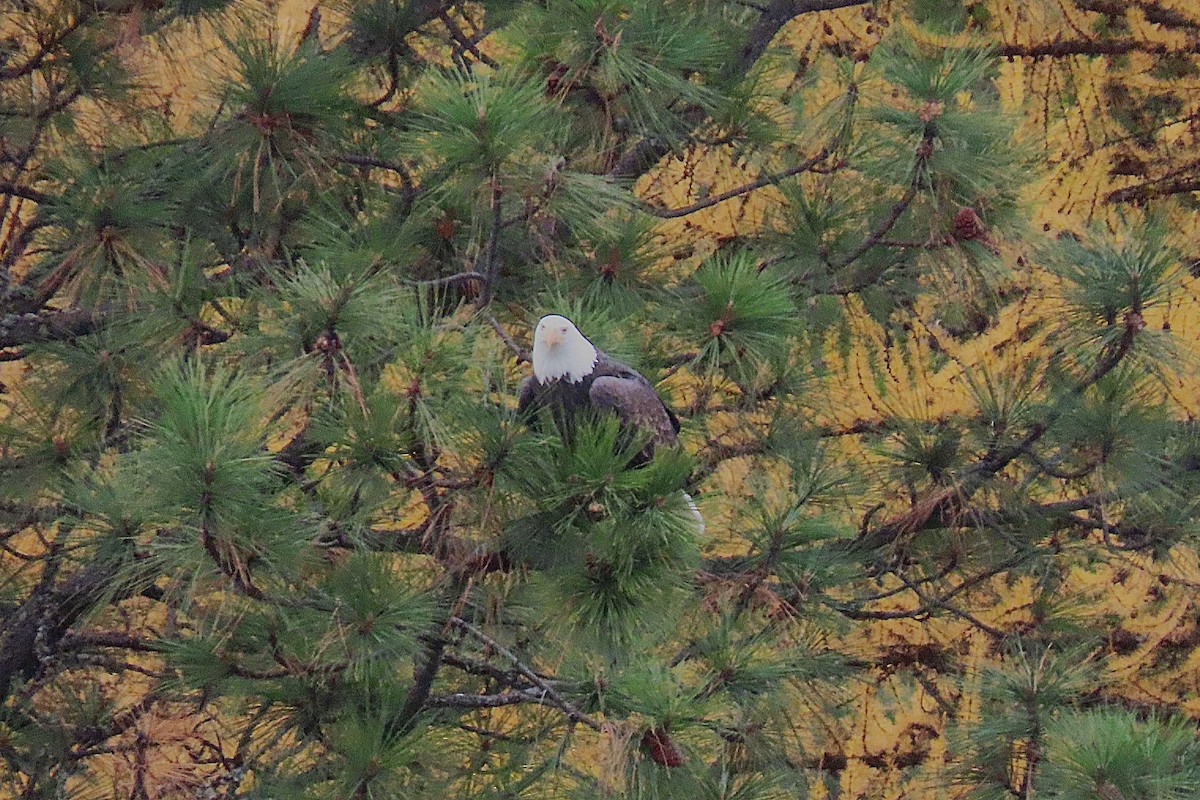 Pigargo Americano - ML645029341