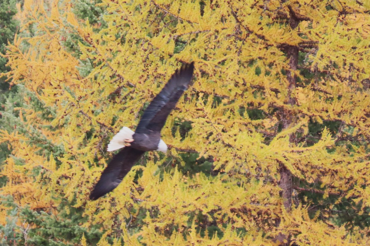 Pigargo Americano - ML645029342