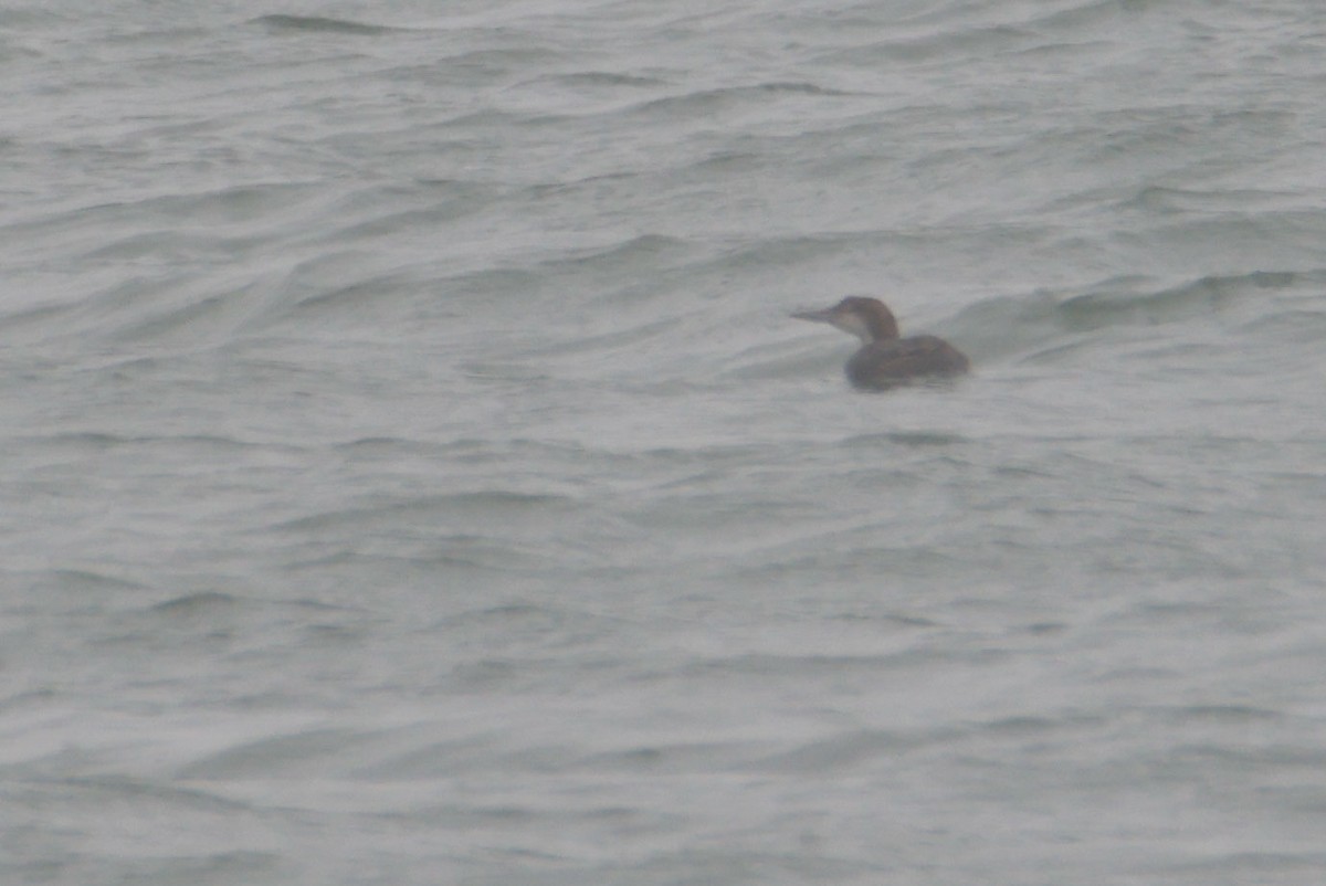 Colimbo Grande - ML645029343