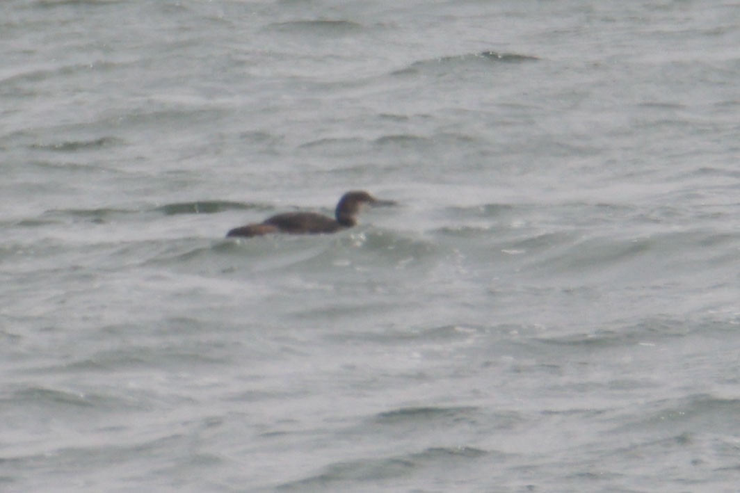 Colimbo Grande - ML645029344