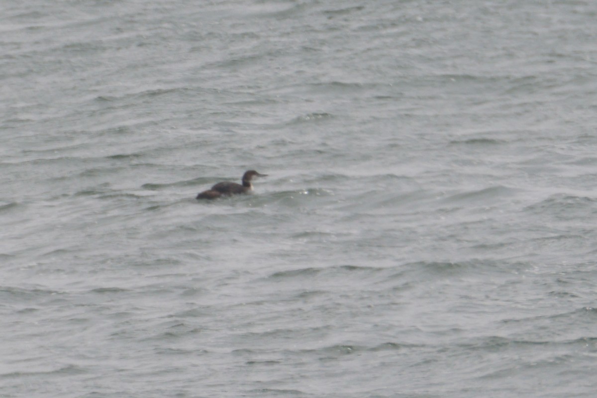 Colimbo Grande - ML645029345