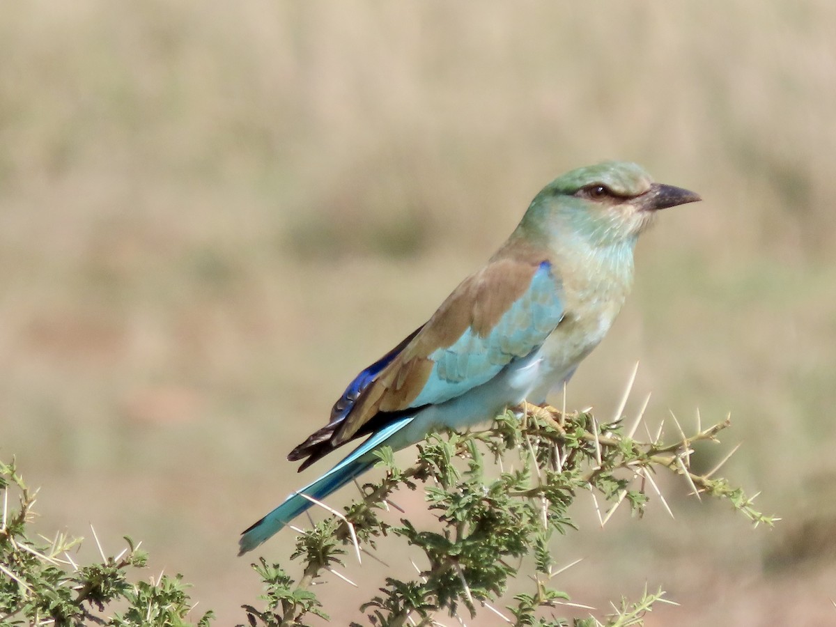 Carraca Europea - ML645029346