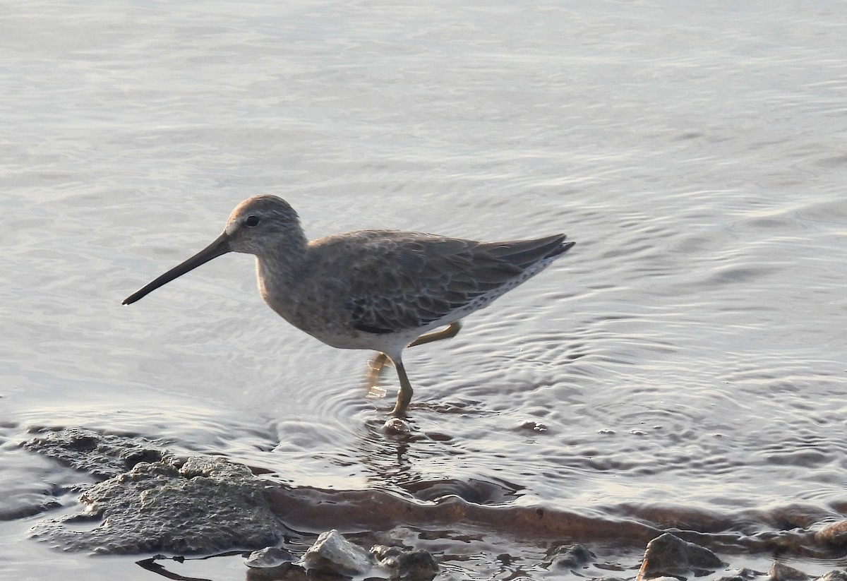 Corocoro Blanco - ML645029347