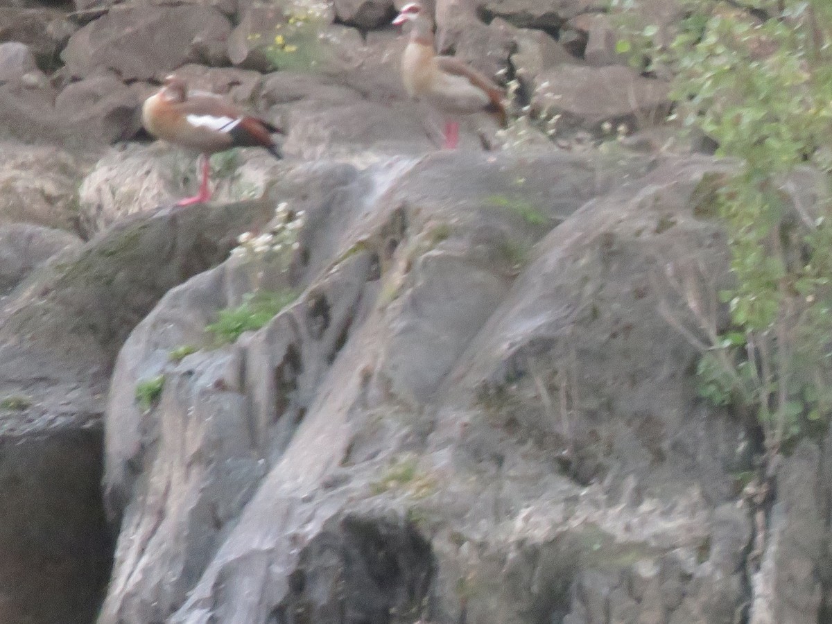 Ganso del Nilo - ML645029348