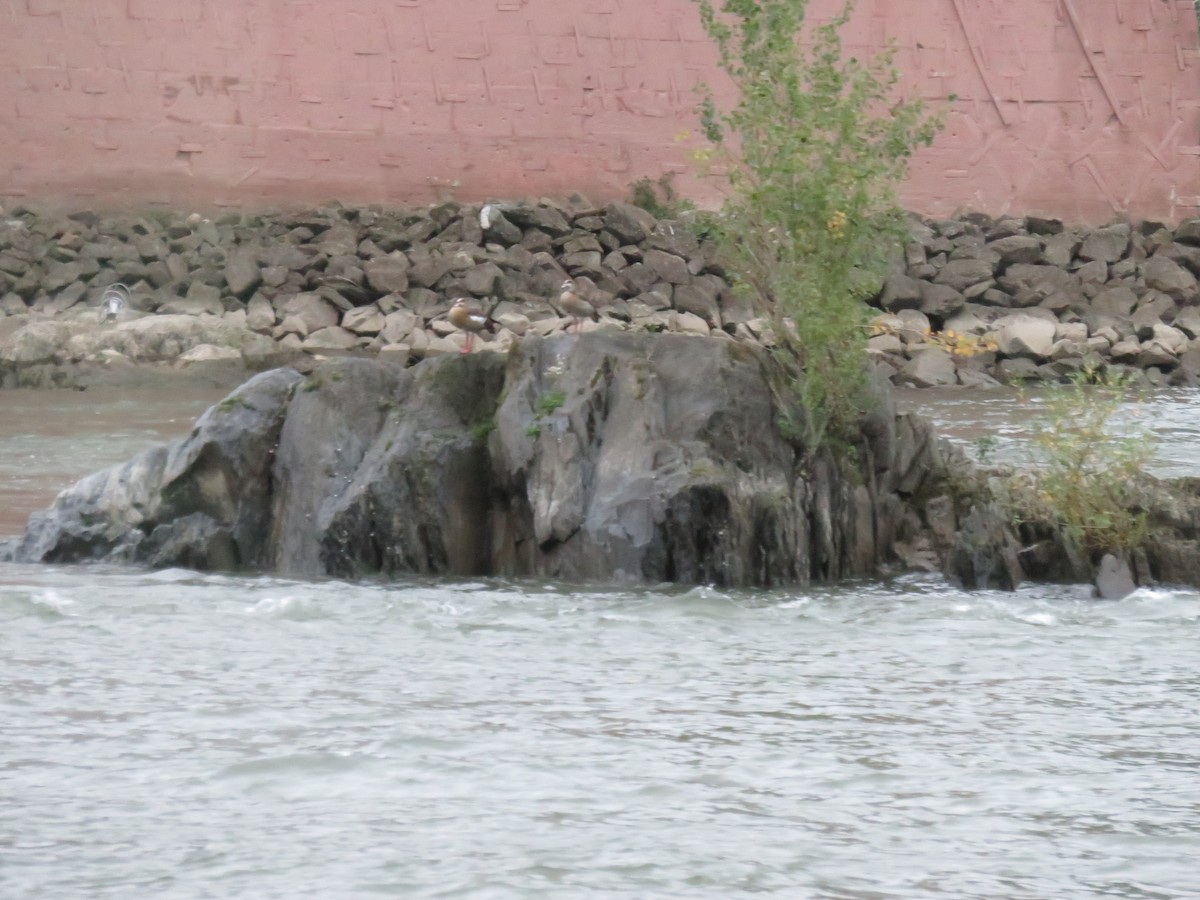 Ganso del Nilo - ML645029349