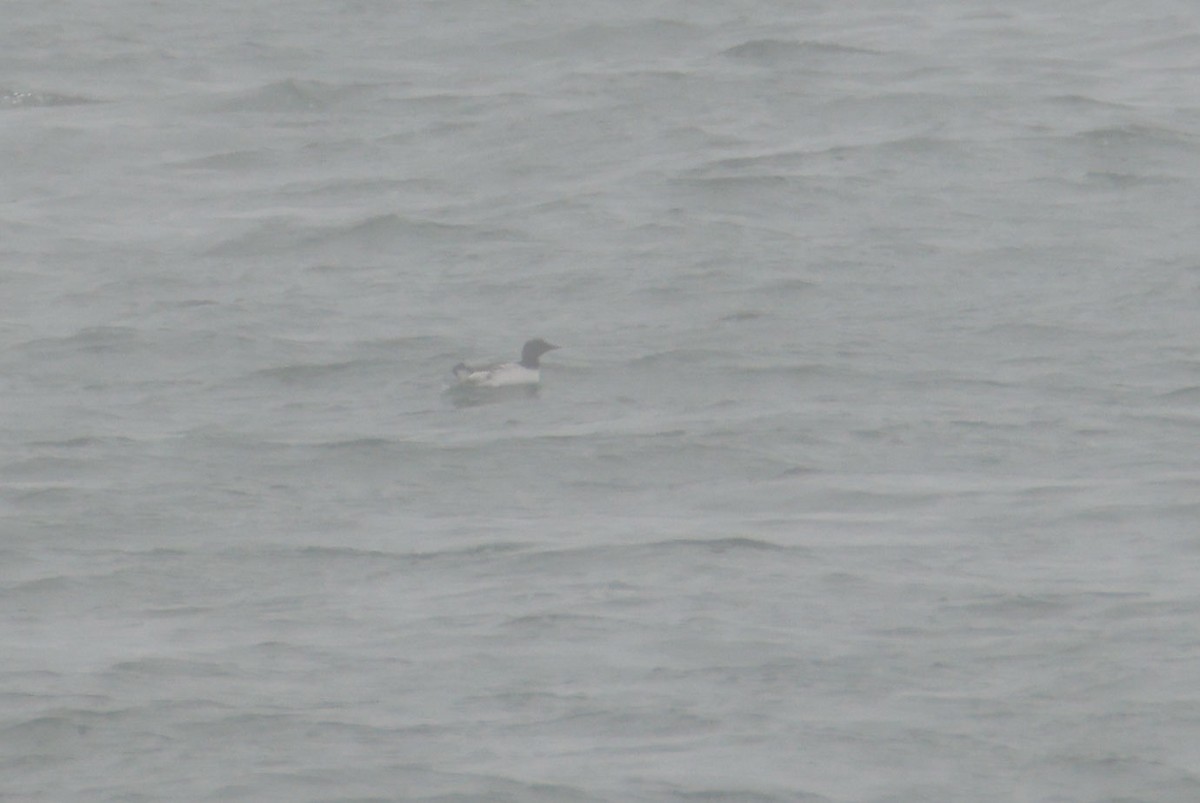 Arao Común - ML645029351