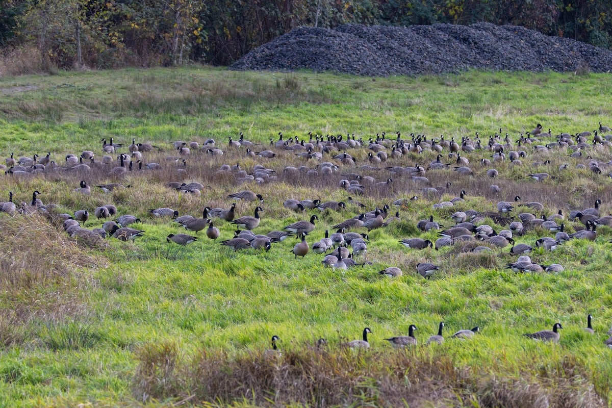 Barnacla Canadiense Grande - ML645029352