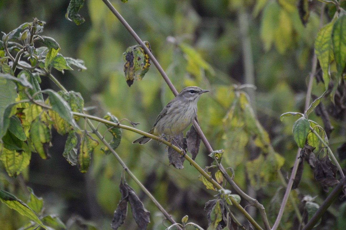 Reinita Palmera - ML645029354