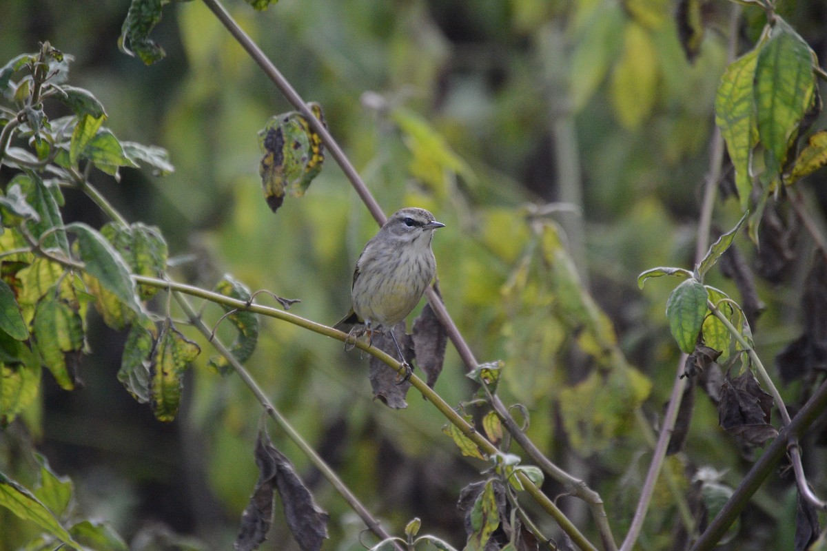 Reinita Palmera - ML645029355